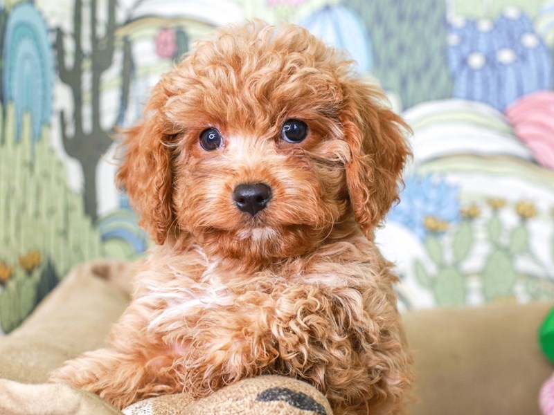 CavaPooChon-Male--2834202-Animal Kingdom | Puppies N Love