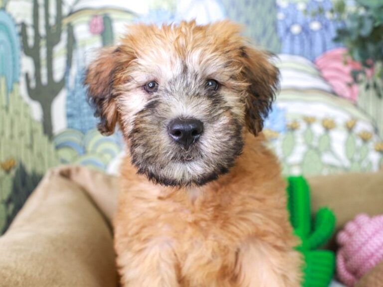 Soft Coated Wheaten Terrier
