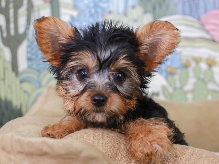 Yorkshire Terrier