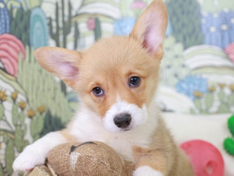 Pembroke Welsh Corgi