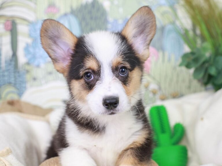 Pembroke Welsh Corgi