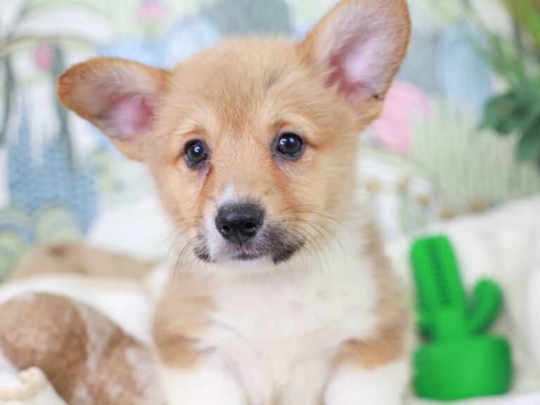 Pembroke Welsh Corgi
