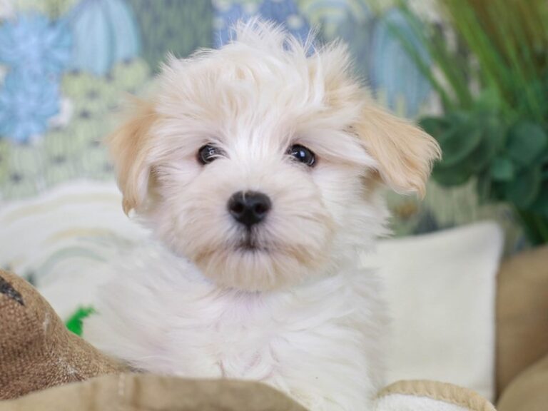 Havanese