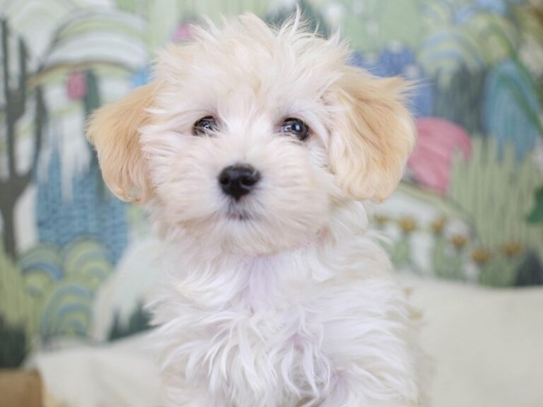 Havanese
