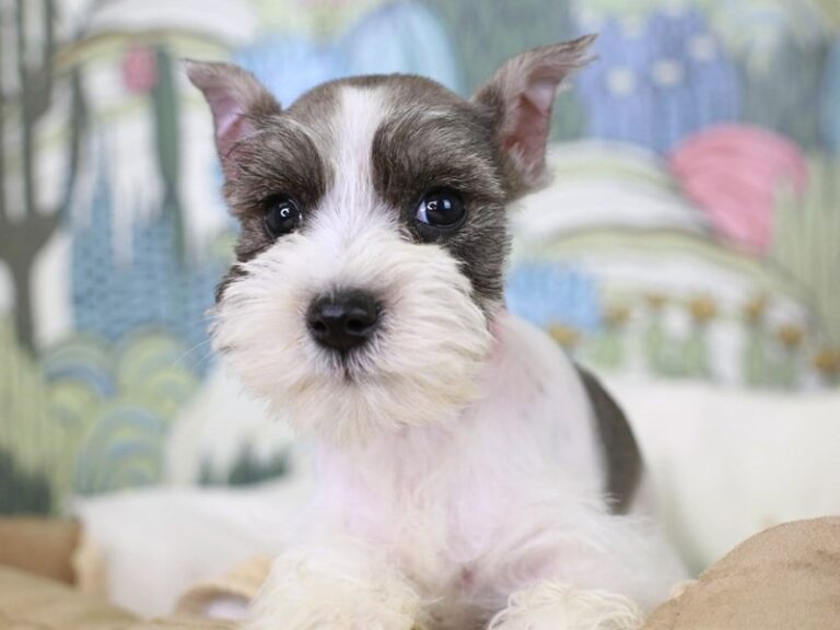 Mini Schnauzer