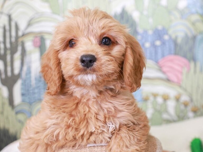 Mini Goldendoodle