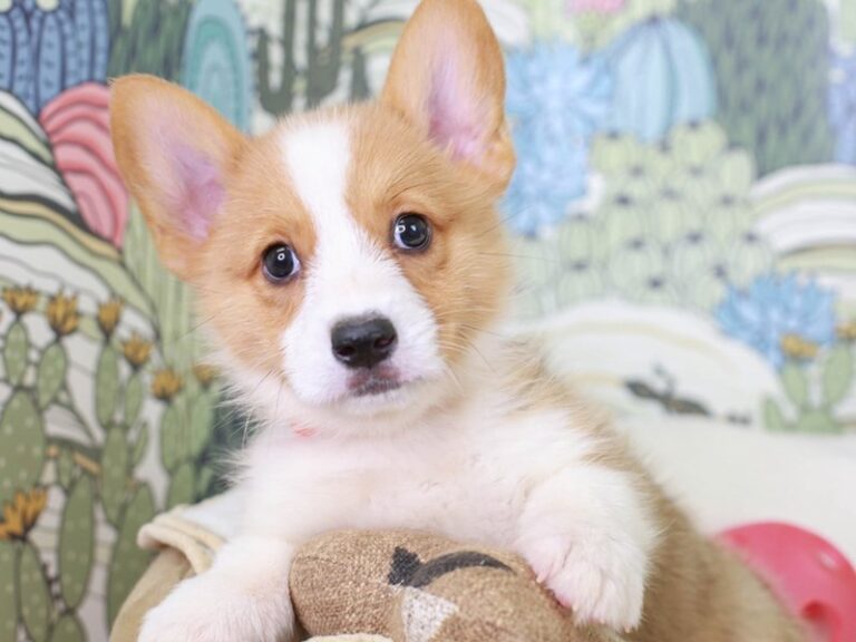 Pembroke Welsh Corgi