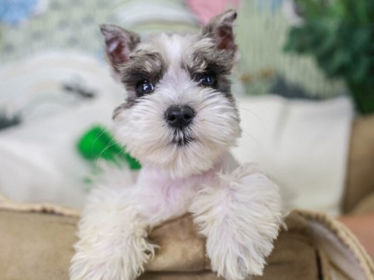 Mini Schnauzer
