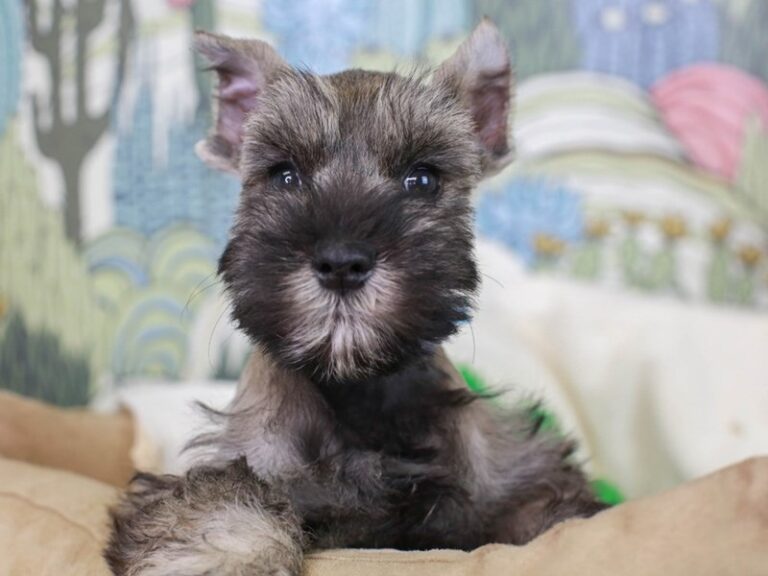 Mini Schnauzer