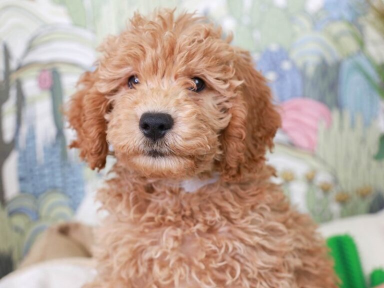 Mini Goldendoodle
