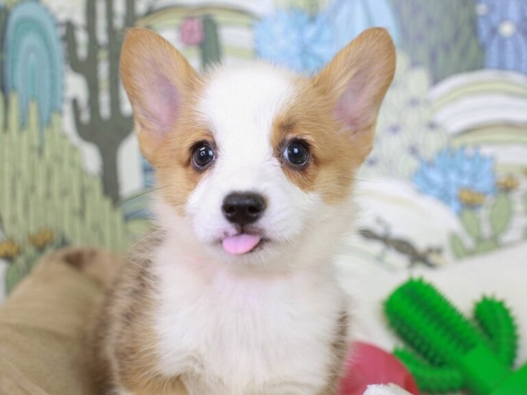 Pembroke Welsh Corgi