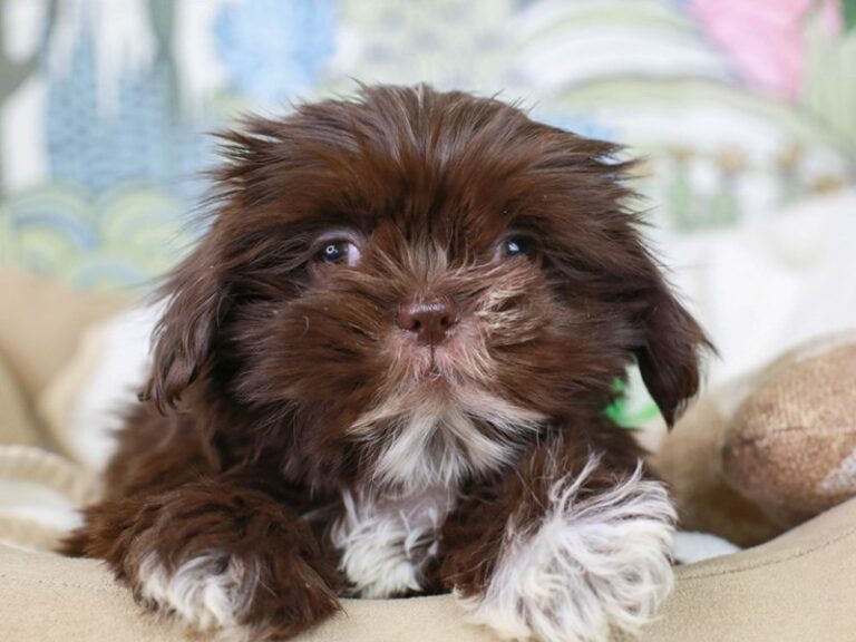 Shih Tzu