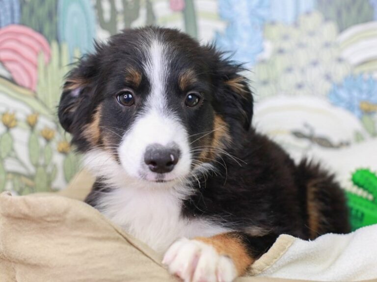 Mini Aussie