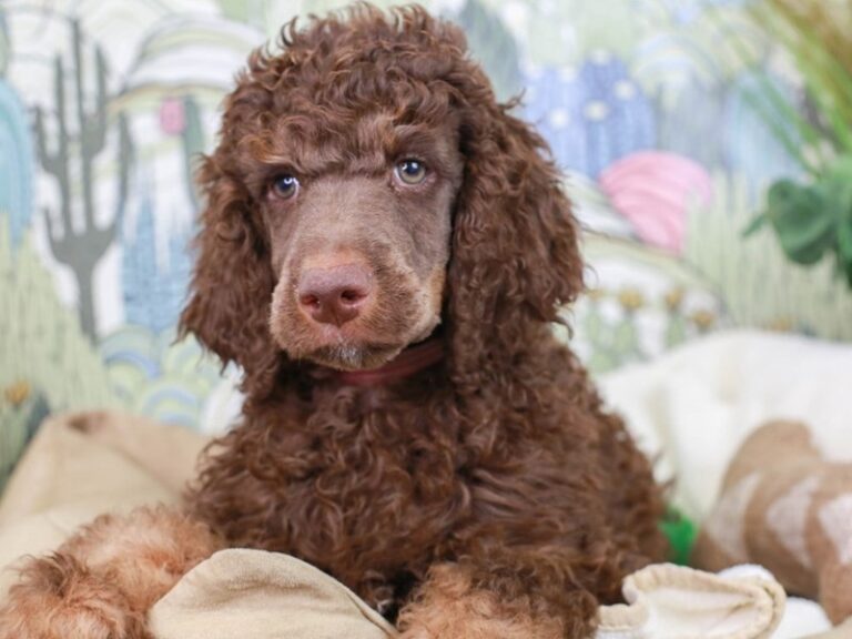 Standard Poodle