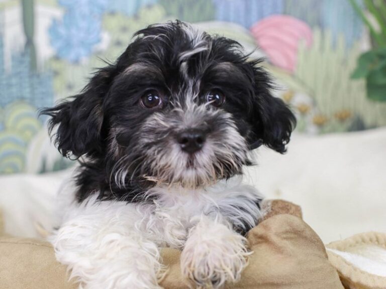 Havanese