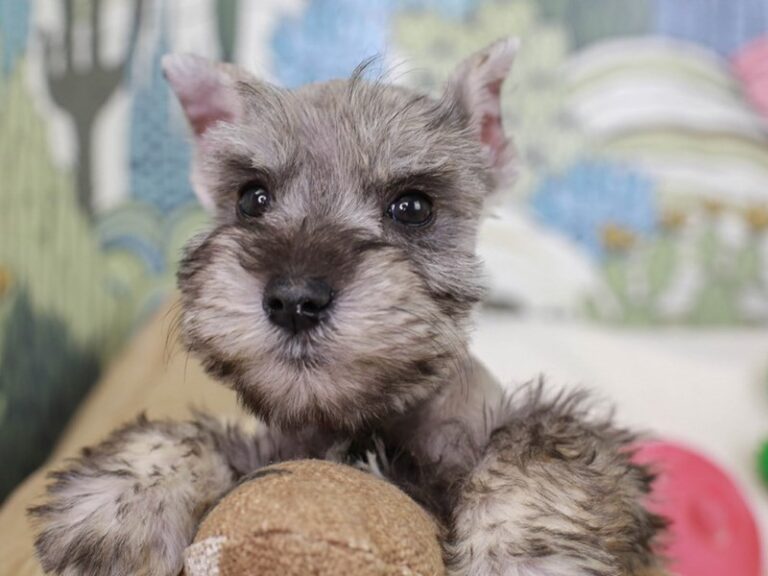 Mini Schnauzer
