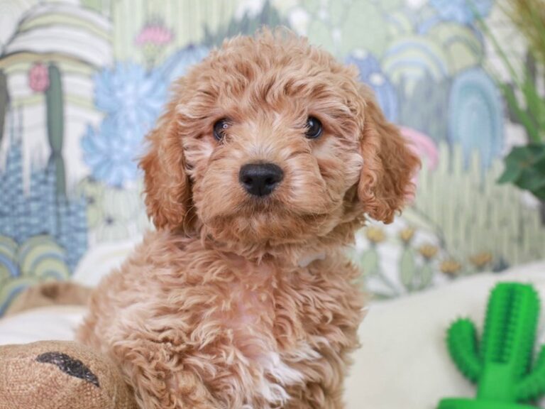 Mini Goldendoodle