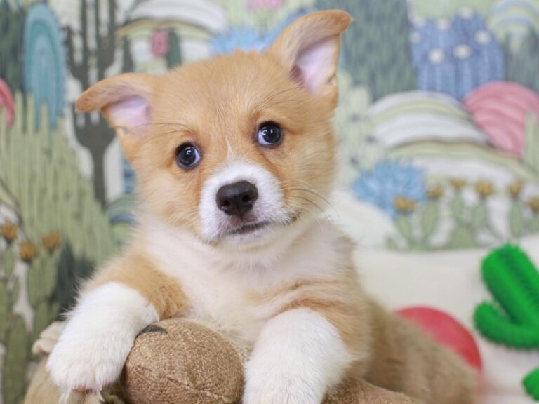 Pembroke Welsh Corgi