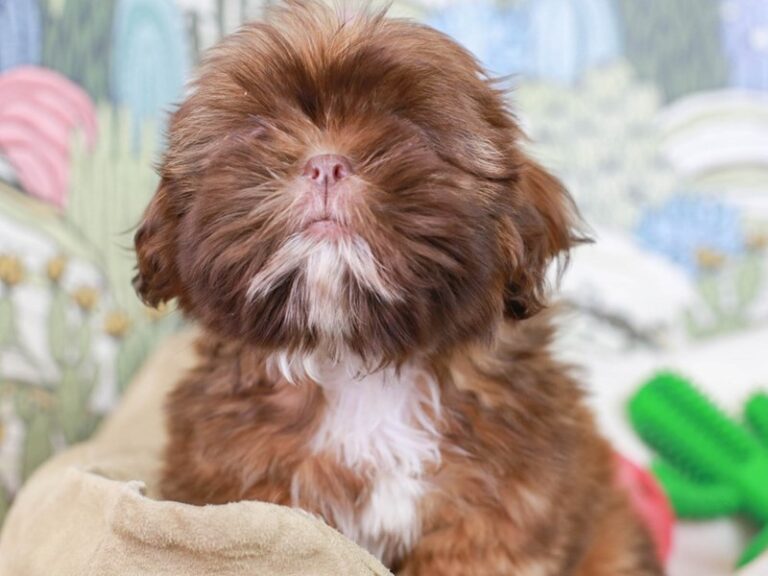 Shih Tzu