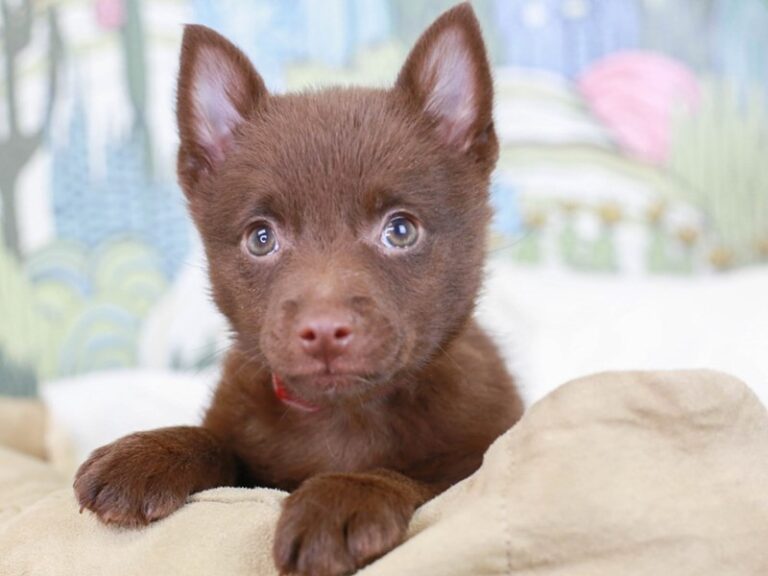 Schipperke