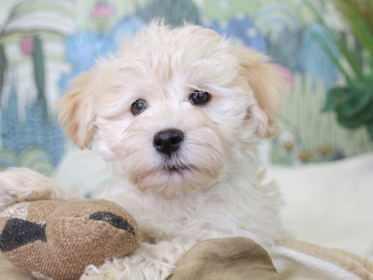 Havanese