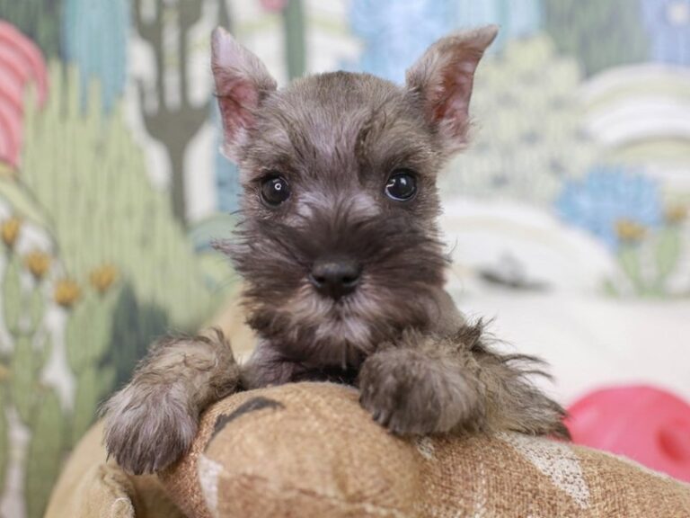 Mini Schnauzer