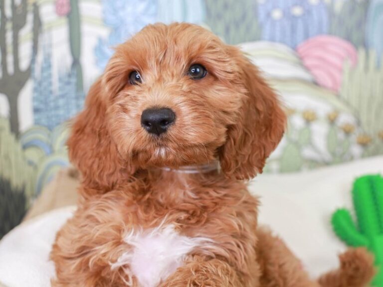 Mini Goldendoodle