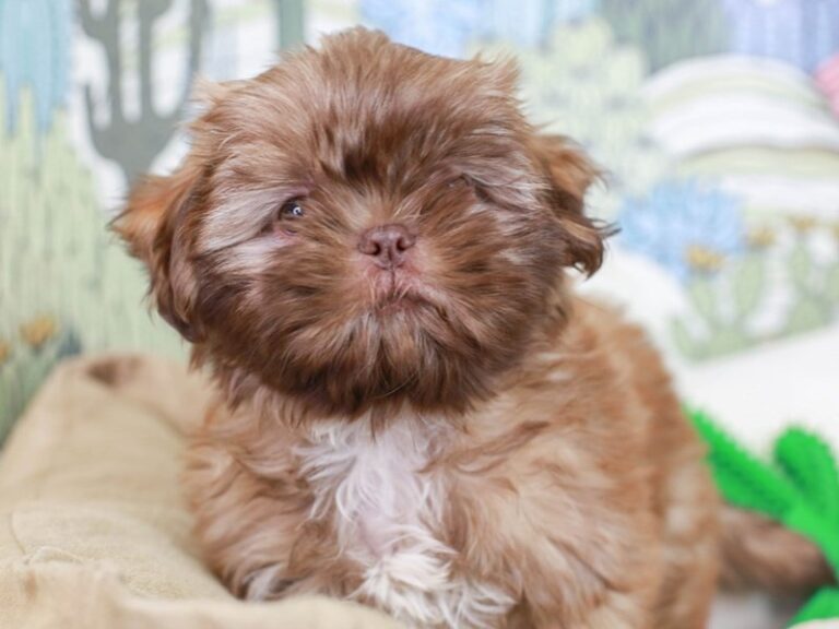 Shih Tzu