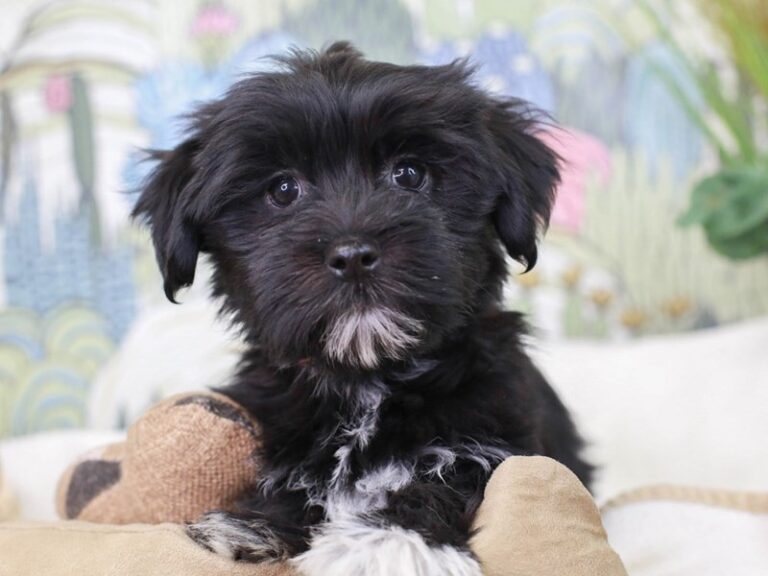 Havanese