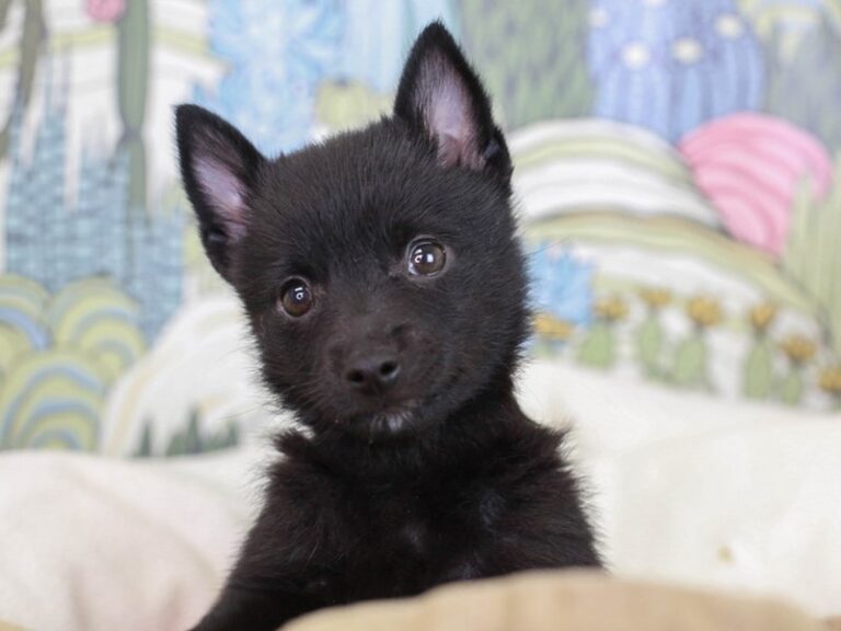 Schipperke