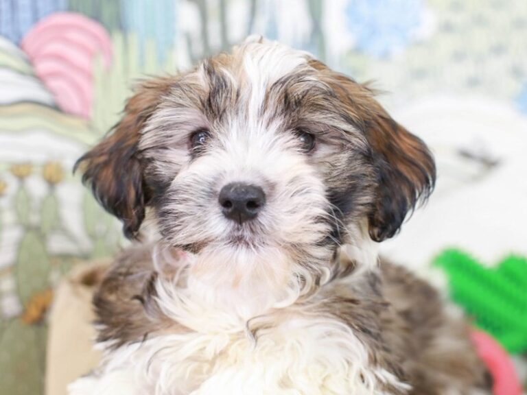 Havanese
