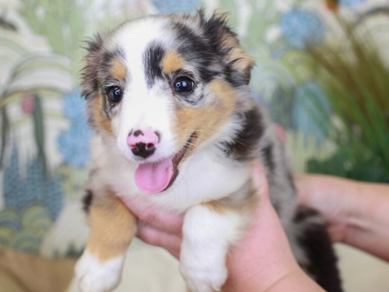 Mini Aussie
