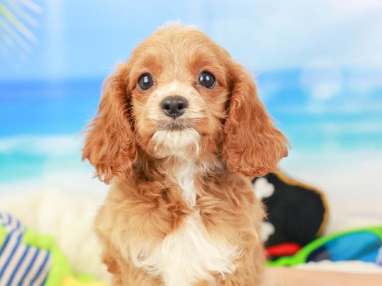 Cavapoo