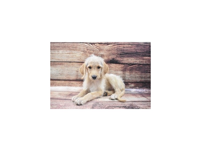 Mini Labradoodle 2nd Gen-Female-Yellow-2839266-Animal Kingdom | Puppies N Love