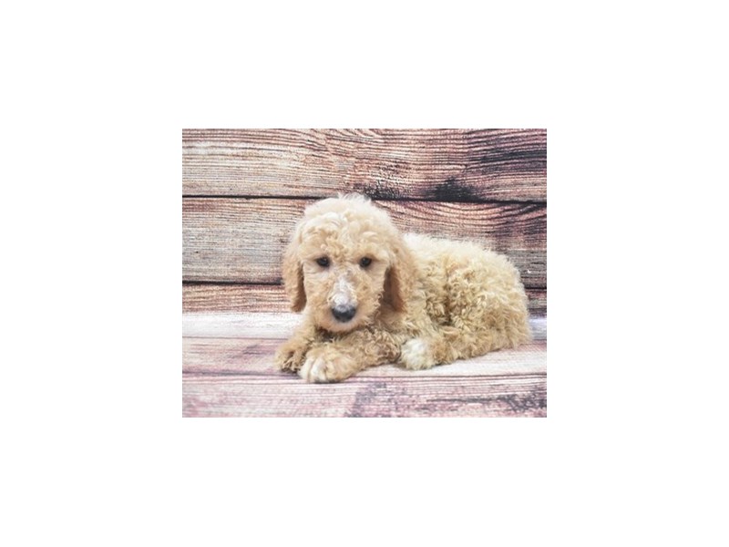 Mini Labradoodle 2nd Gen-Male-Yellow-2839270-Animal Kingdom | Puppies N Love