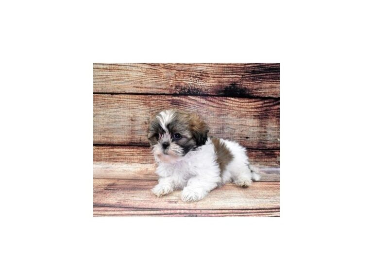 Shih Tzu