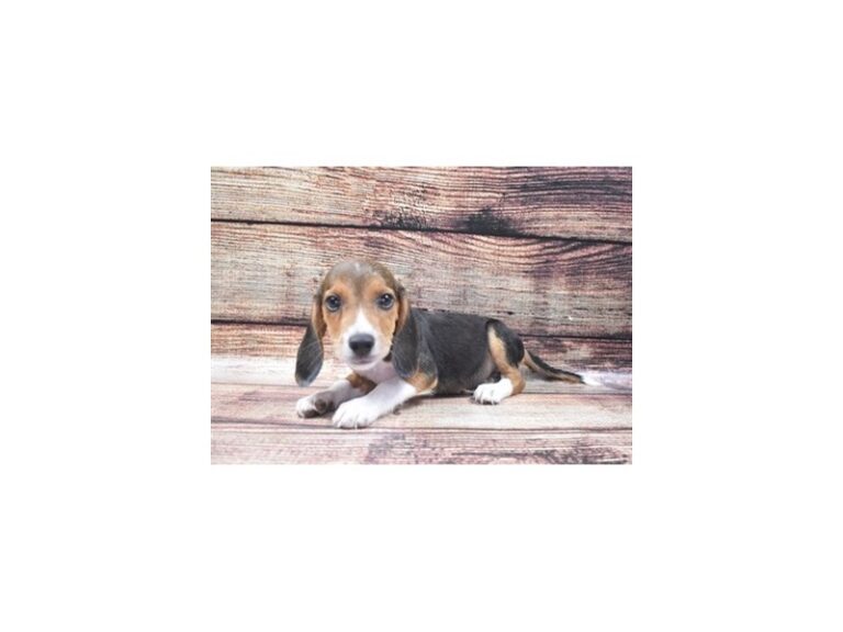 Beagle