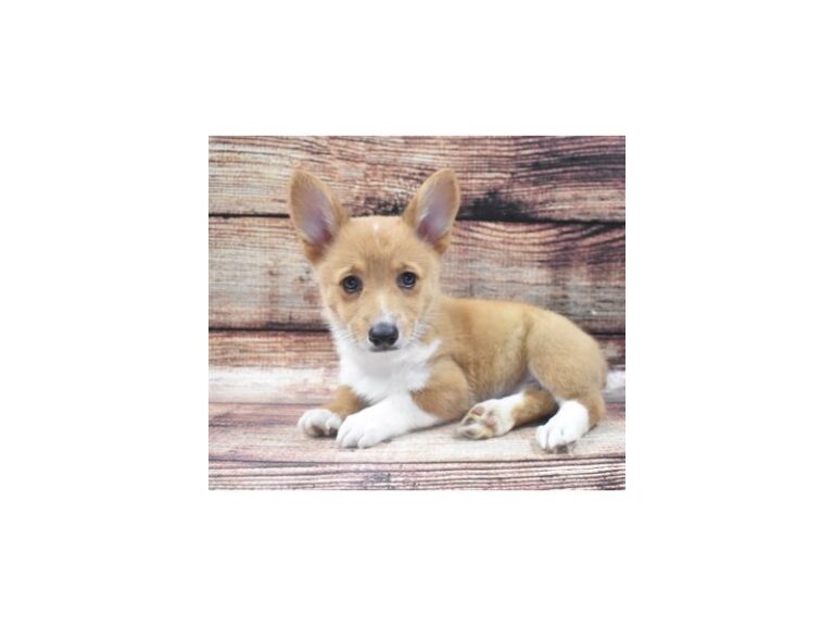 Pembroke Welsh Corgi