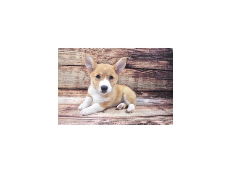 Pembroke Welsh Corgi
