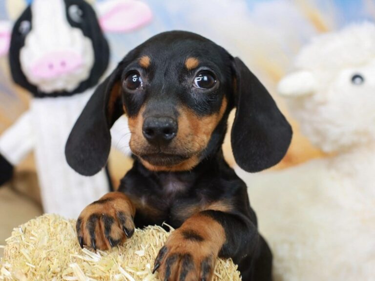 Dachshund