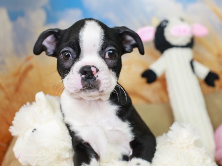 Boston Terrier