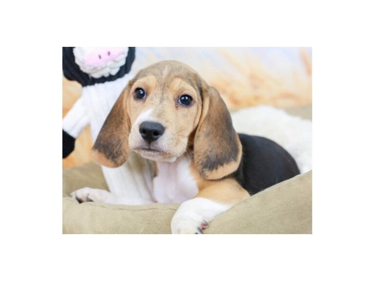Beagle