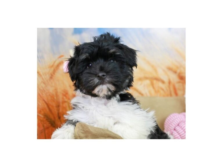 Havanese