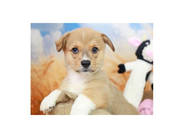 Pembroke Welsh Corgi