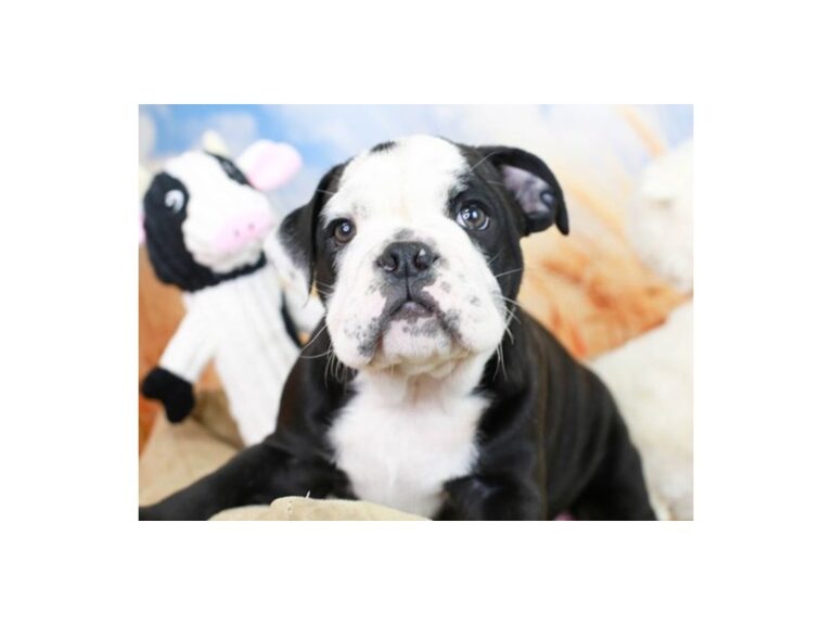 English Bulldog