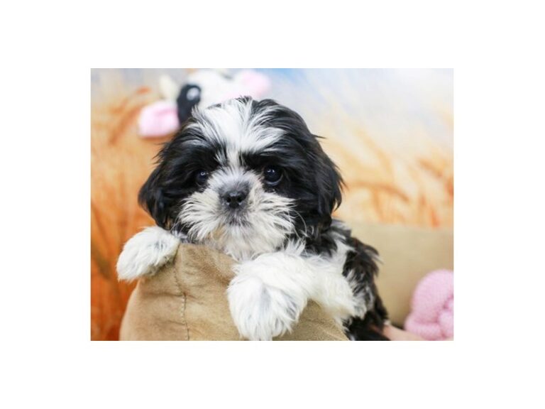 Shih Tzu