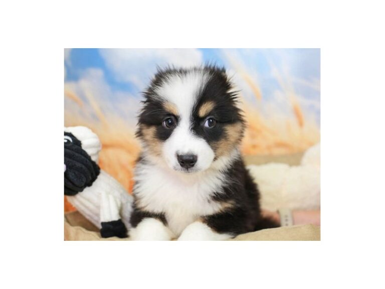 Mini American Shepherd