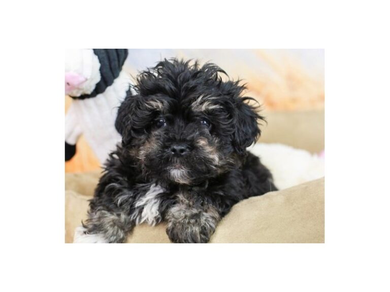 Lhasa Poo