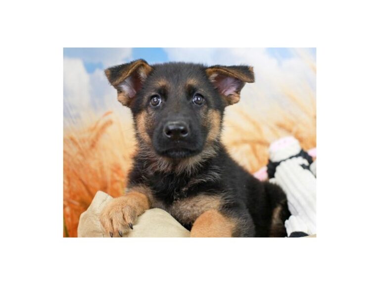 German Shepherd