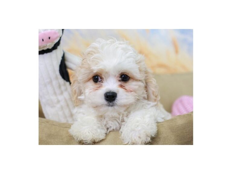 Cavachon